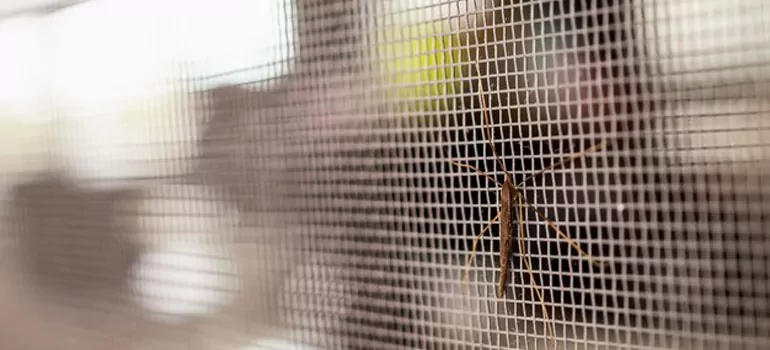 Repair Mosquito Mesh For Windows in Miami Gardens, FL
